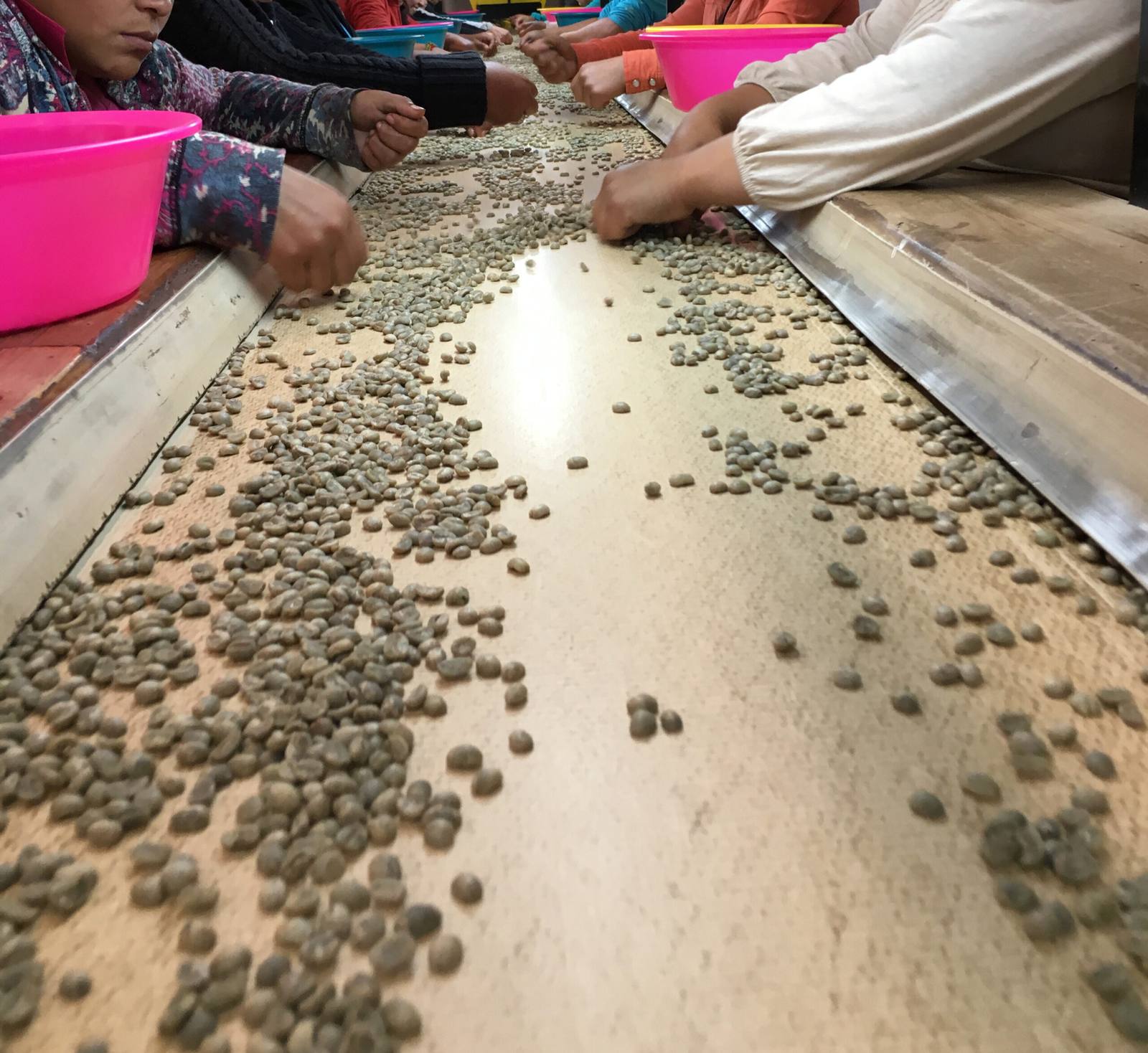 Workers hand-sorting green coffee beans on a sorting table