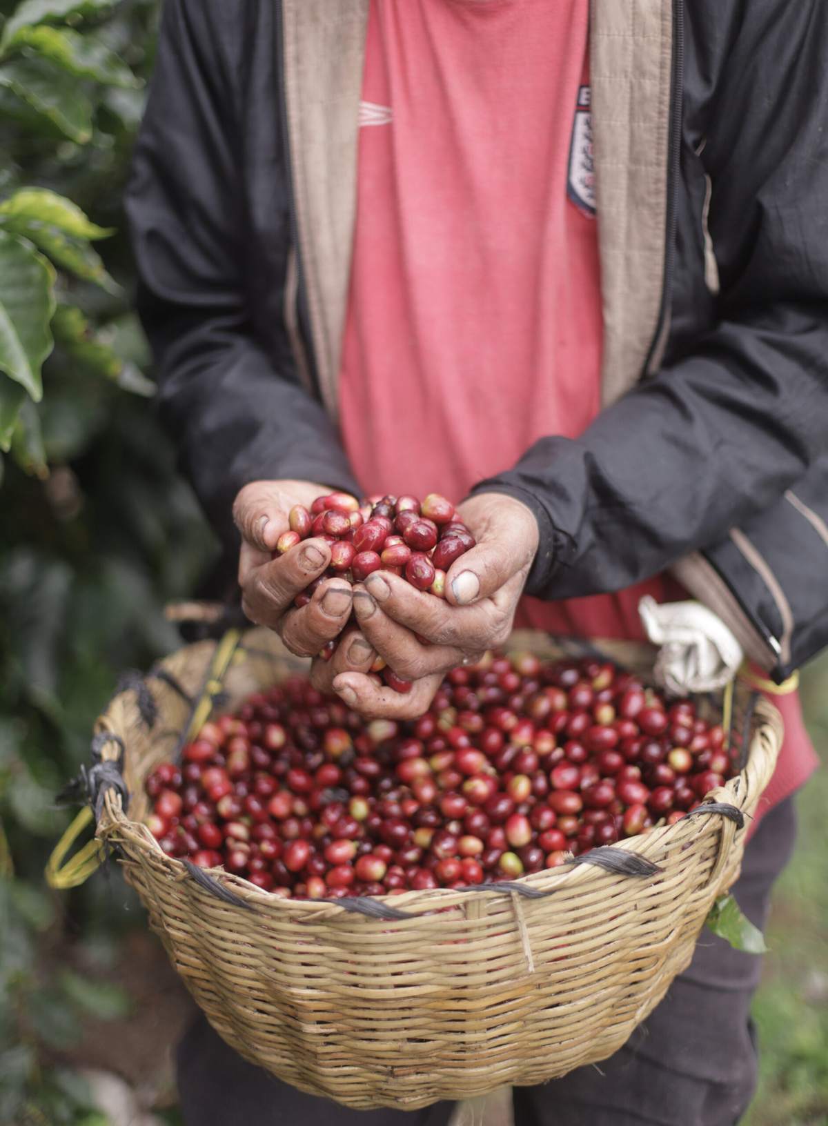 Coffee picker holding freshly picked red cherries over a full harvest basket