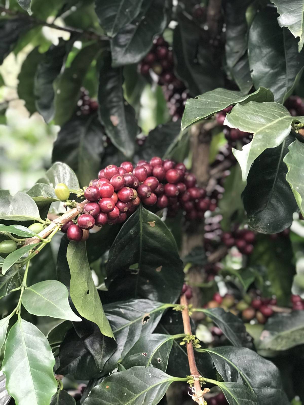 Clusters of ripe coffee cherries on a coffee plant