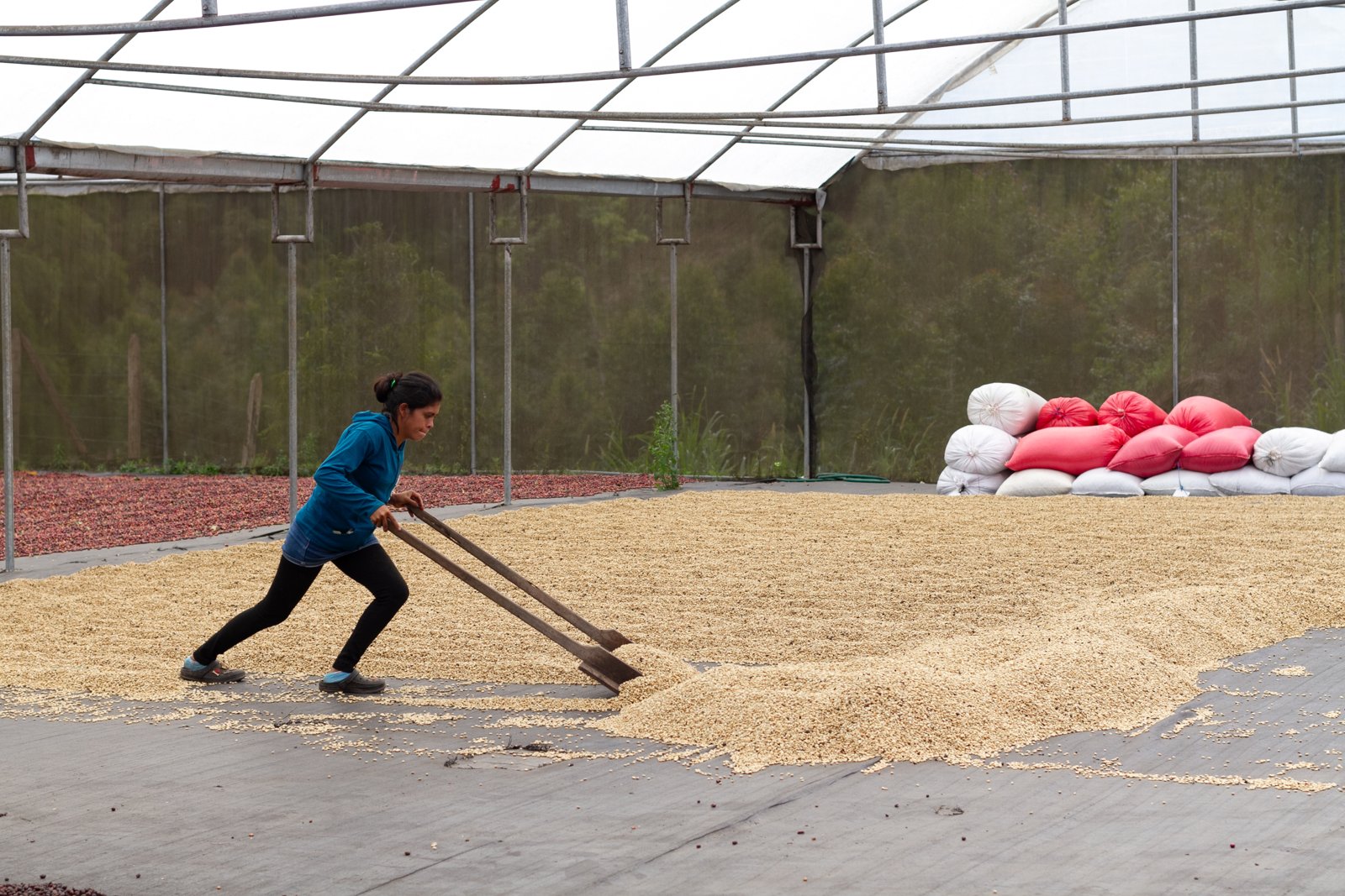 Washed parchment coffee being raked on drying beds
