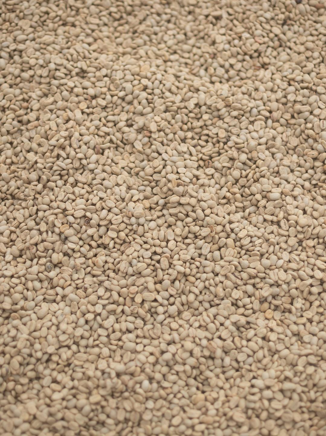 Close-up of washed green coffee beans