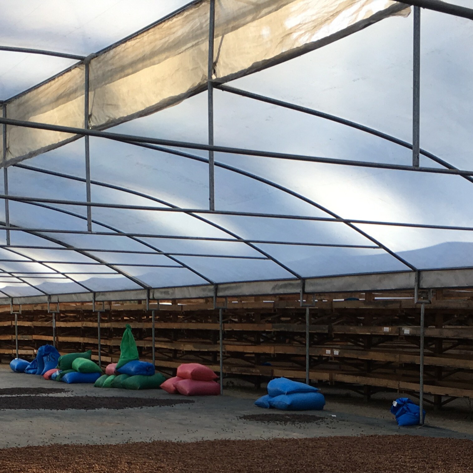 Coffee resting in parchment inside a drying greenhouse